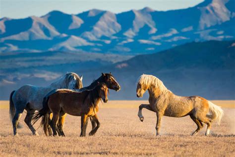 pictures of mustang horses